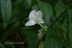 Hedychium coronarium